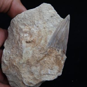 Fósil de Otodus obliquus en matriz