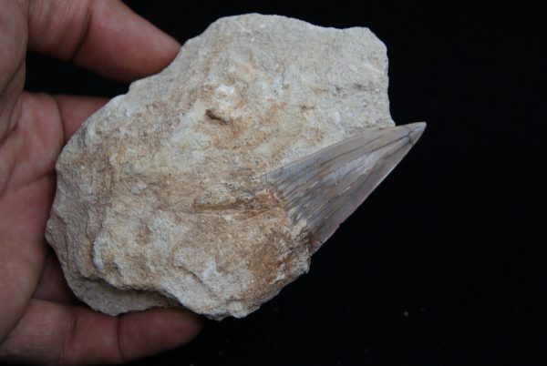 Fósil de Otodus obliquus en matriz