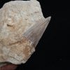 Fósil de Otodus obliquus en matriz