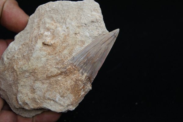 Fósil de Otodus obliquus en matriz