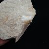 Fósil de Otodus obliquus en matriz