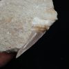 Fósil de Otodus obliquus en matriz