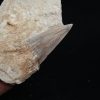 Fósil de Otodus obliquus en matriz