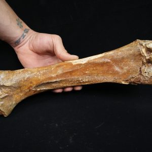 Hueso de radio fósil de Bison priscus