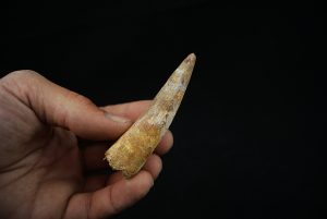 Diente fósil de Spinosaurus