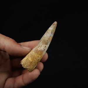 Diente fósil de Spinosaurus