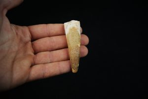 Fósil de Spinosaurus aegyptiacus