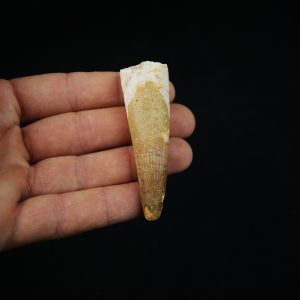 Fósil de Spinosaurus aegyptiacus