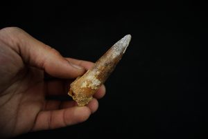 Diente fósil de Spinosaurus