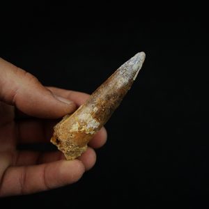 Diente fósil de Spinosaurus