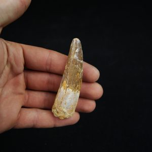 Diente fósil de Spinosaurus