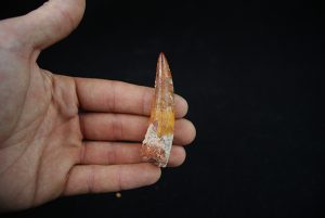 Spinosaurus aegyptiacus
