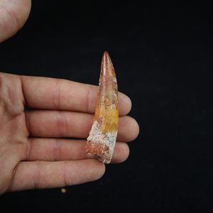 Spinosaurus aegyptiacus