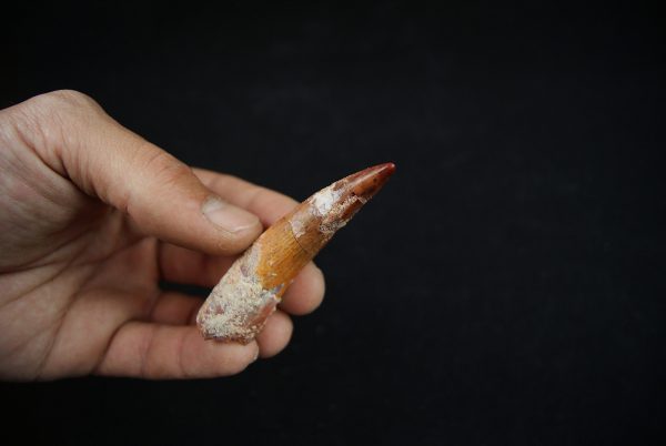Spinosaurus aegyptiacus