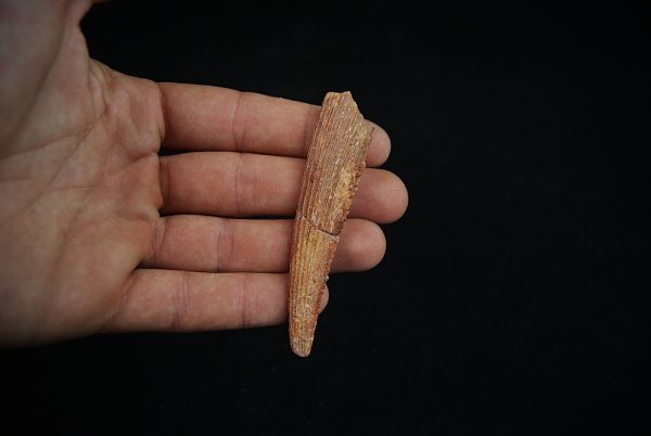 Aleta dorsal fósil de Hybodus