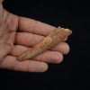 Aleta dorsal fósil de Hybodus