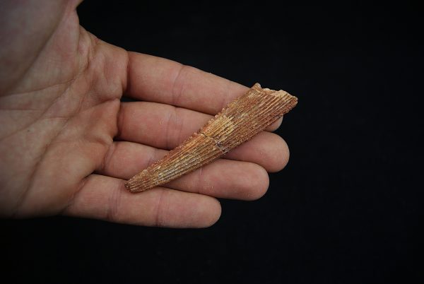 Aleta dorsal fósil de Hybodus