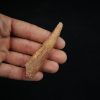 Aleta dorsal fósil de Hybodus