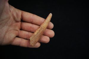 Aleta dorsal fósil de Hybodus