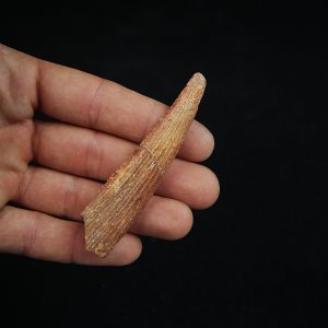Aleta dorsal fósil de Hybodus