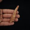 Aleta dorsal fósil de Hybodus
