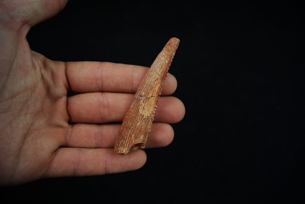 Aleta dorsal fósil de Hybodus