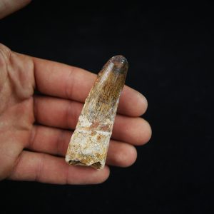 Diente de Spinosaurus aegyptiacus