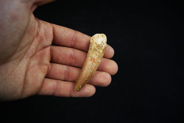 Fósil de Spinosaurus aegyptiacus