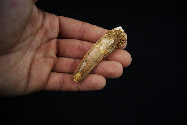 Fósil de Spinosaurus aegyptiacus