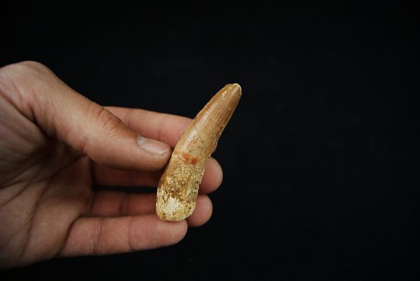 Fósil de Spinosaurus aegyptiacus