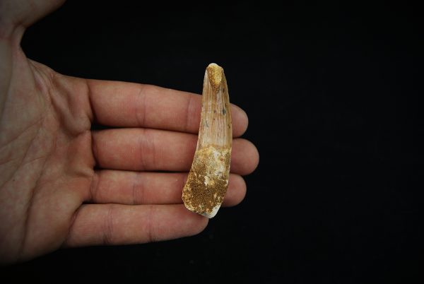 Fósil de Spinosaurus aegyptiacus