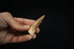 Spinosaurus aegyptiacus