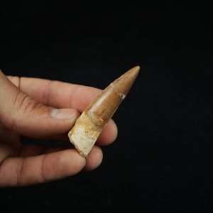 Spinosaurus aegyptiacus