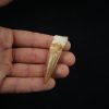 Spinosaurus aegyptiacus