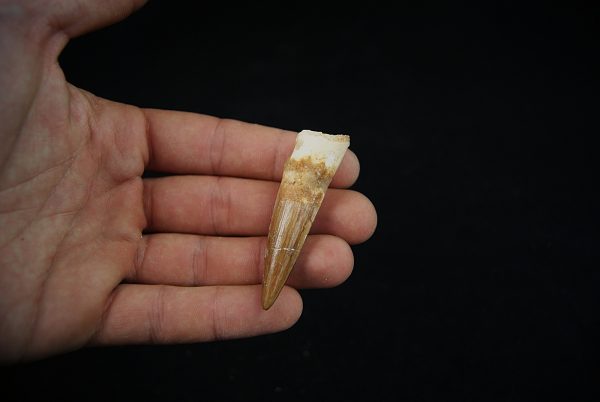 Spinosaurus aegyptiacus