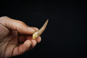 Diente fósil de Plesiosaurus