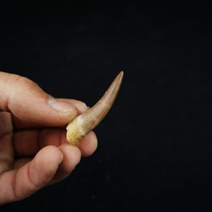 Diente fósil de Plesiosaurus