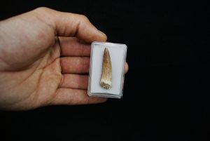 Diente de Spinosaurus aegyptiacus