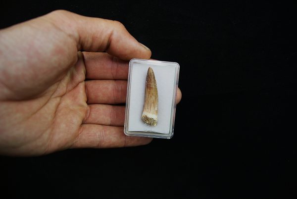 Diente de Spinosaurus aegyptiacus