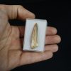 Diente de Spinosaurus aegyptiacus