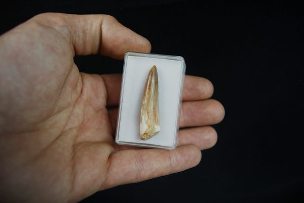 Diente de Spinosaurus aegyptiacus