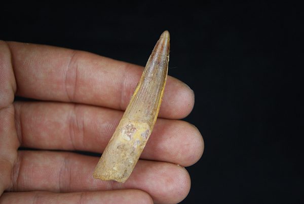 Spinosaurus aegyptiacus