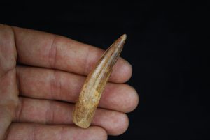 Spinosaurus aegyptiacus