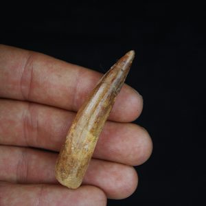 Spinosaurus aegyptiacus