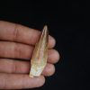 Spinosaurus aegyptiacus