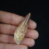 Spinosaurus aegyptiacus