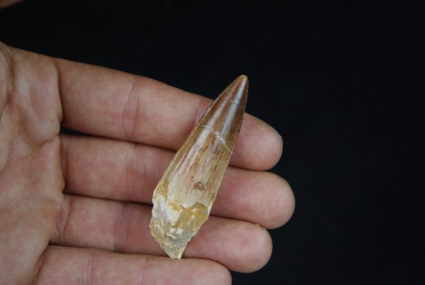 Spinosaurus aegyptiacus