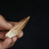 Spinosaurus aegyptiacus