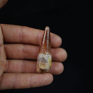 Spinosaurus aegyptiacus