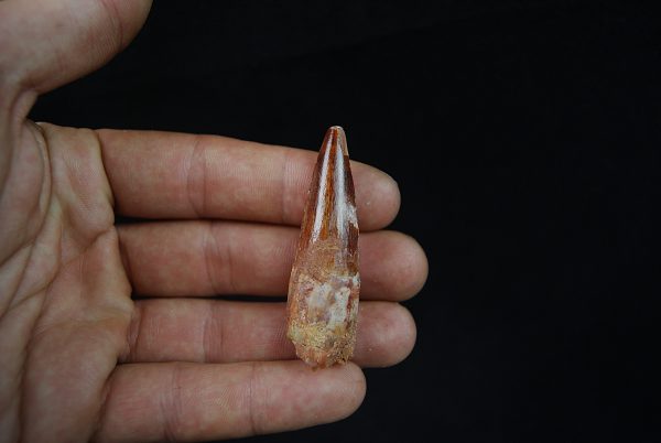 Spinosaurus aegyptiacus